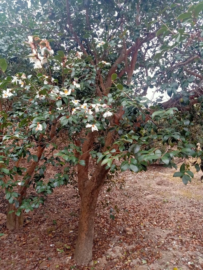山茶油，原生态深山大树小籽茶油！