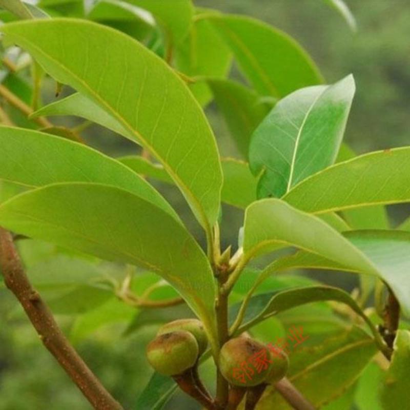 木荷种子林木种子木荷树种荷木荷树种子园林绿化行道树种子