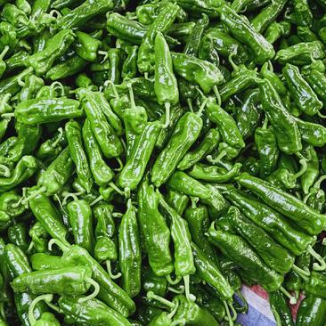 河南鲜辣椒精品产地发货大棚辣椒，一手货源。可视频看货。