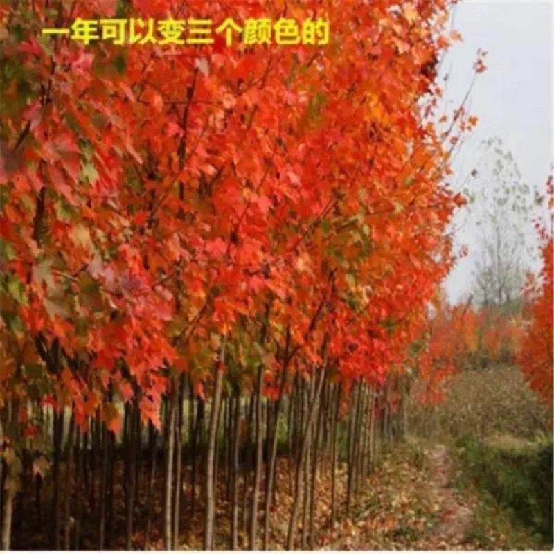 新采枫香种子北美枫香种子枫香苗木种子绿化行道林木