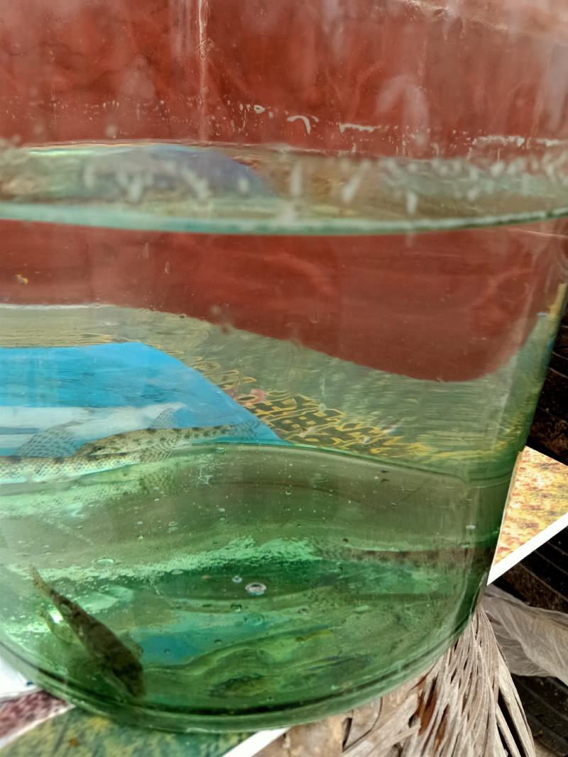 棒花鱼，沙锤，爬虎鱼，鱼缸的清洁工