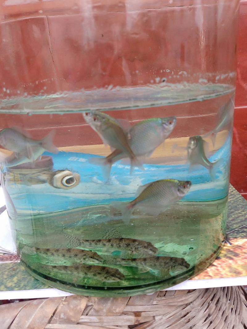 棒花鱼，沙锤，爬虎鱼，鱼缸的清洁工