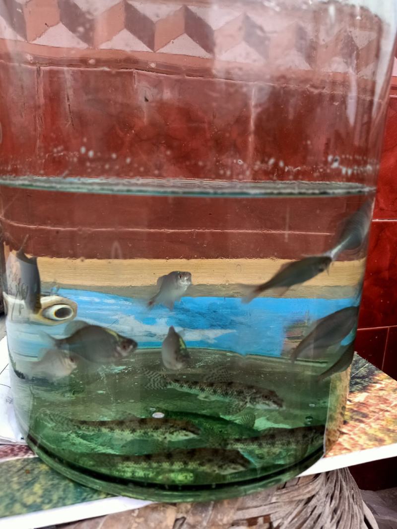 棒花鱼，沙锤，爬虎鱼，鱼缸的清洁工