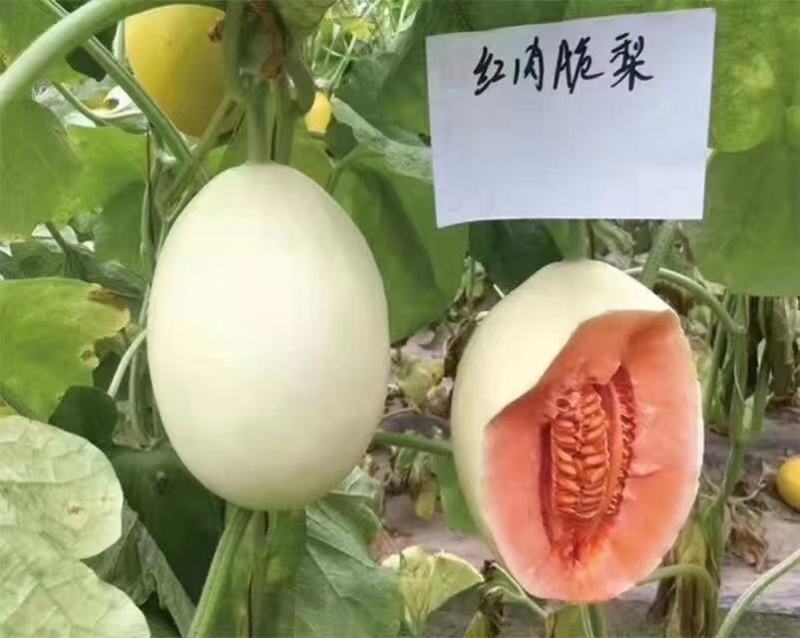 厚皮甜瓜红肉脆梨东方蜜一号黄金蜜博洋61甜度高