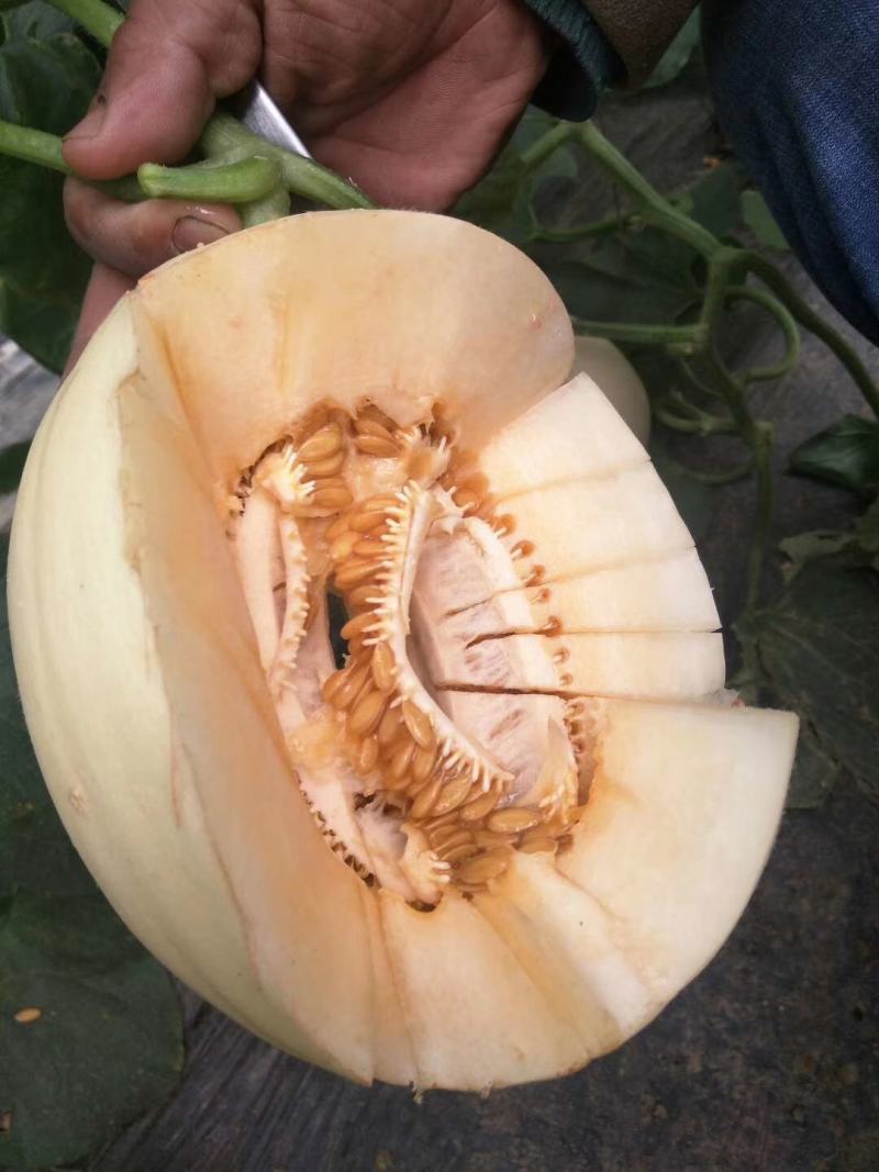厚皮甜瓜红肉脆梨东方蜜一号黄金蜜博洋61甜度高