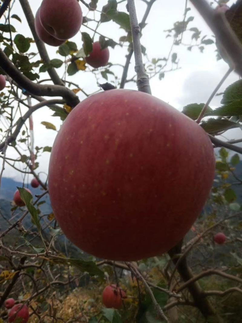 冰糖心丑苹果，大量供应价格美丽需要的联系