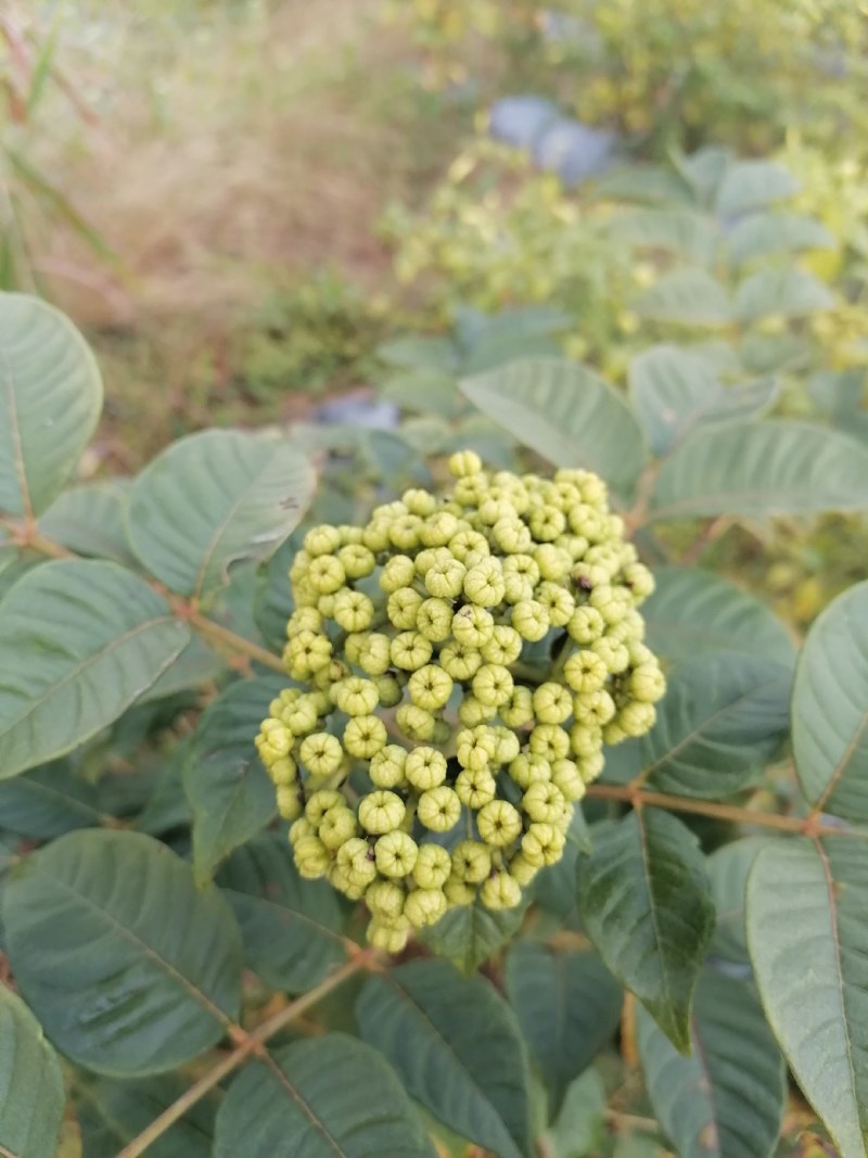 出售云南原生态吴茱萸