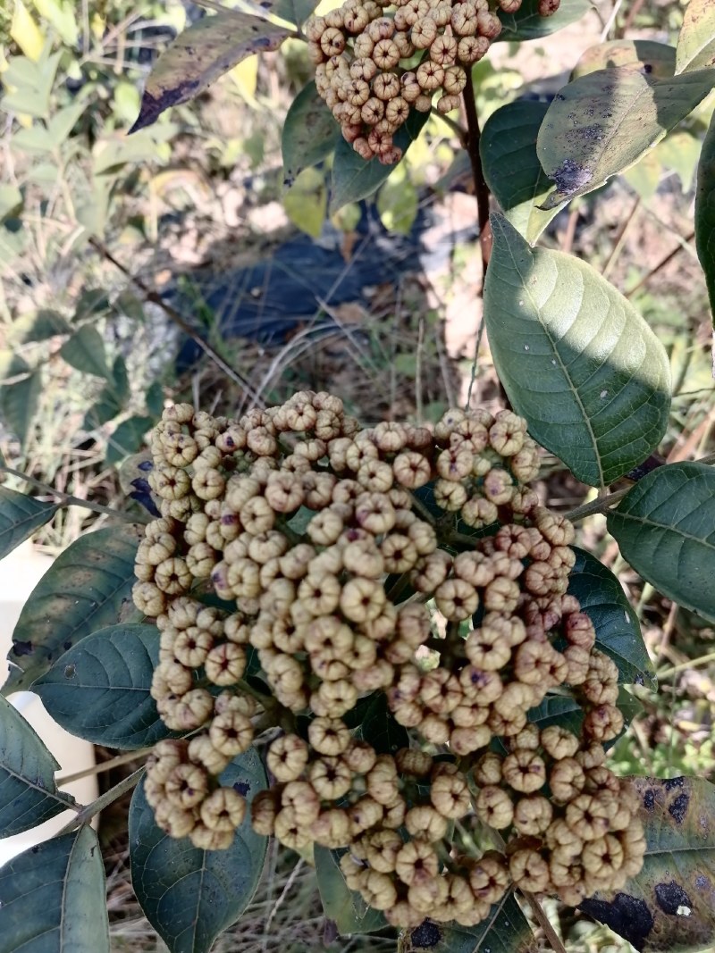 出售云南原生态吴茱萸