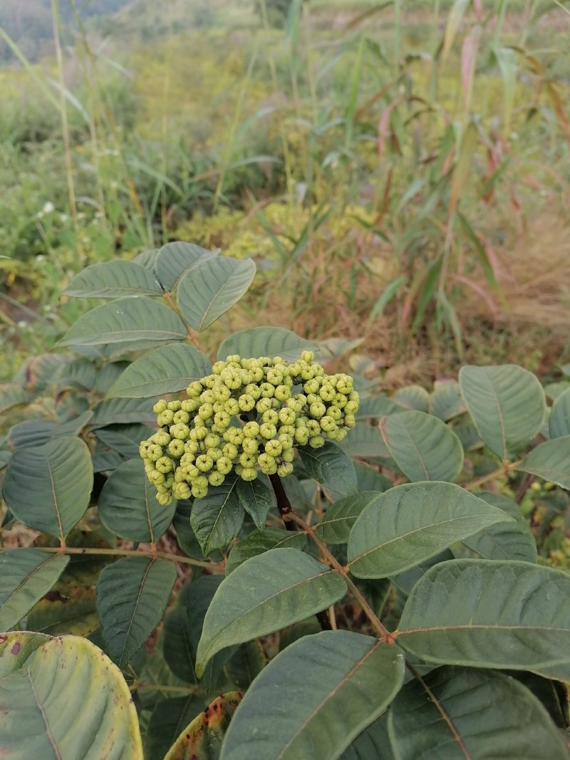 出售云南原生态吴茱萸