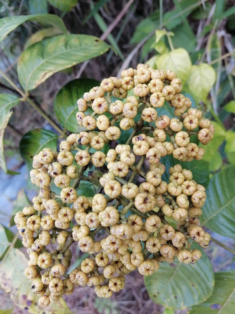 出售云南原生态吴茱萸