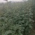 【推荐】山西无刺花椒苗大红袍花椒苗包成活提供技术指导