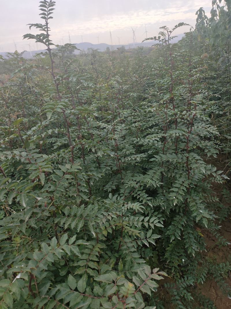 【推荐】山西无刺花椒苗大红袍花椒苗包成活提供技术指导