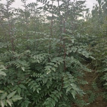【推荐】山西无刺花椒苗大红袍花椒苗包成活提供技术指导