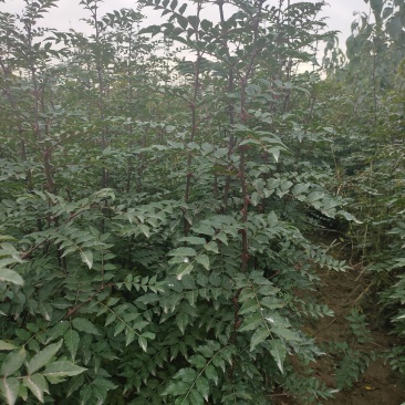 【推荐】山西无刺花椒苗大红袍花椒苗包成活提供技术指导