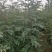 【推荐】山西无刺花椒苗大红袍花椒苗包成活提供技术指导