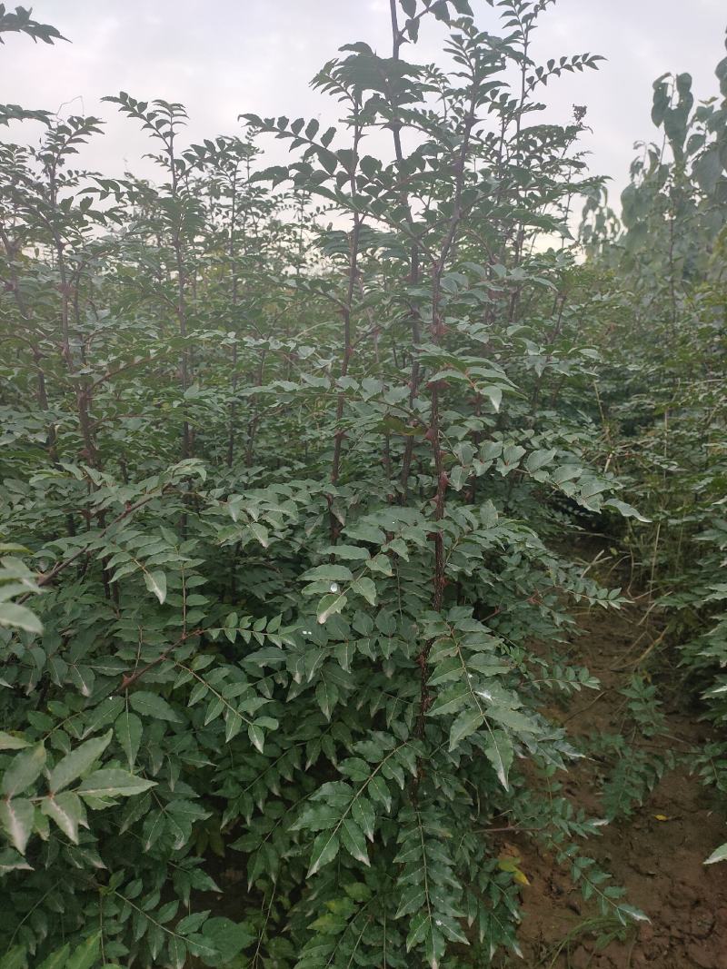 【推荐】山西无刺花椒苗大红袍花椒苗包成活提供技术指导