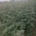 【推荐】山西无刺花椒苗大红袍花椒苗包成活提供技术指导