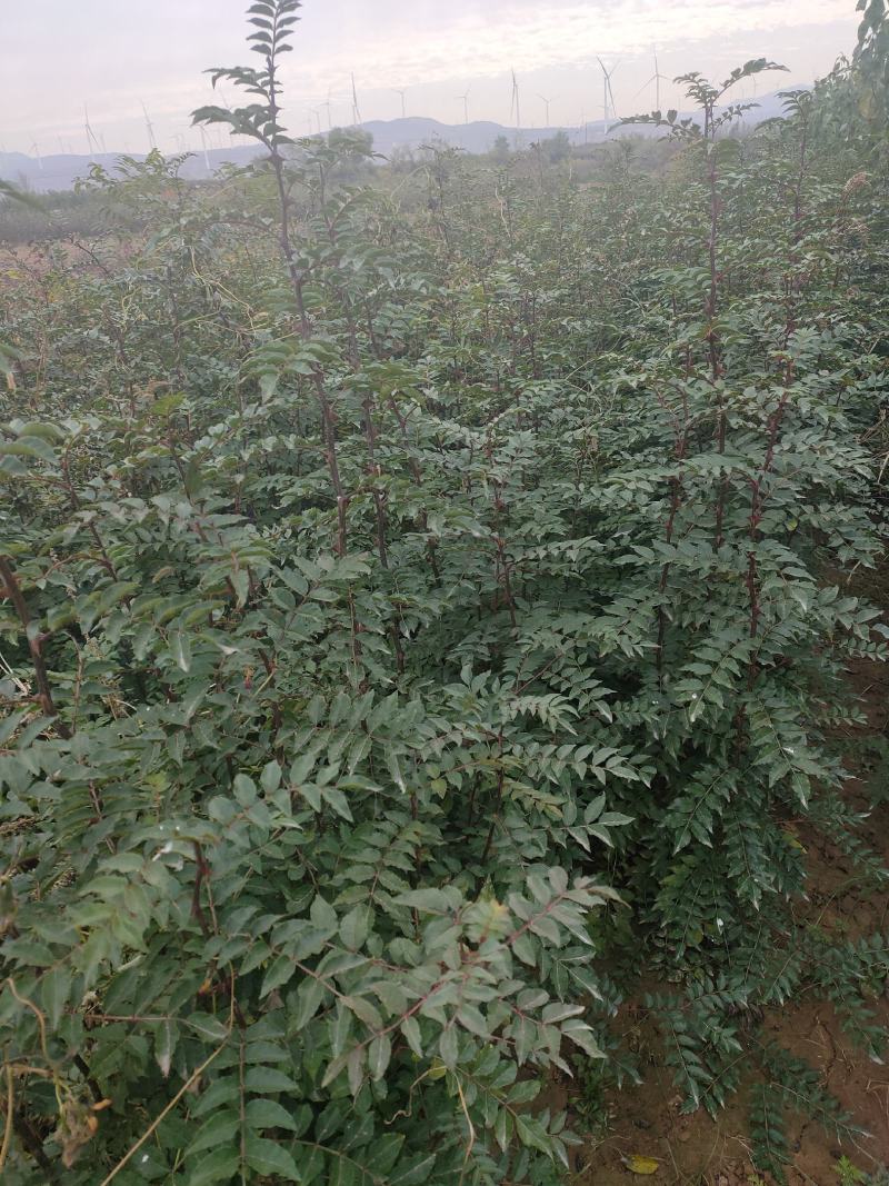 【推荐】山西无刺花椒苗大红袍花椒苗包成活提供技术指导