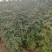 【推荐】山西无刺花椒苗大红袍花椒苗包成活提供技术指导