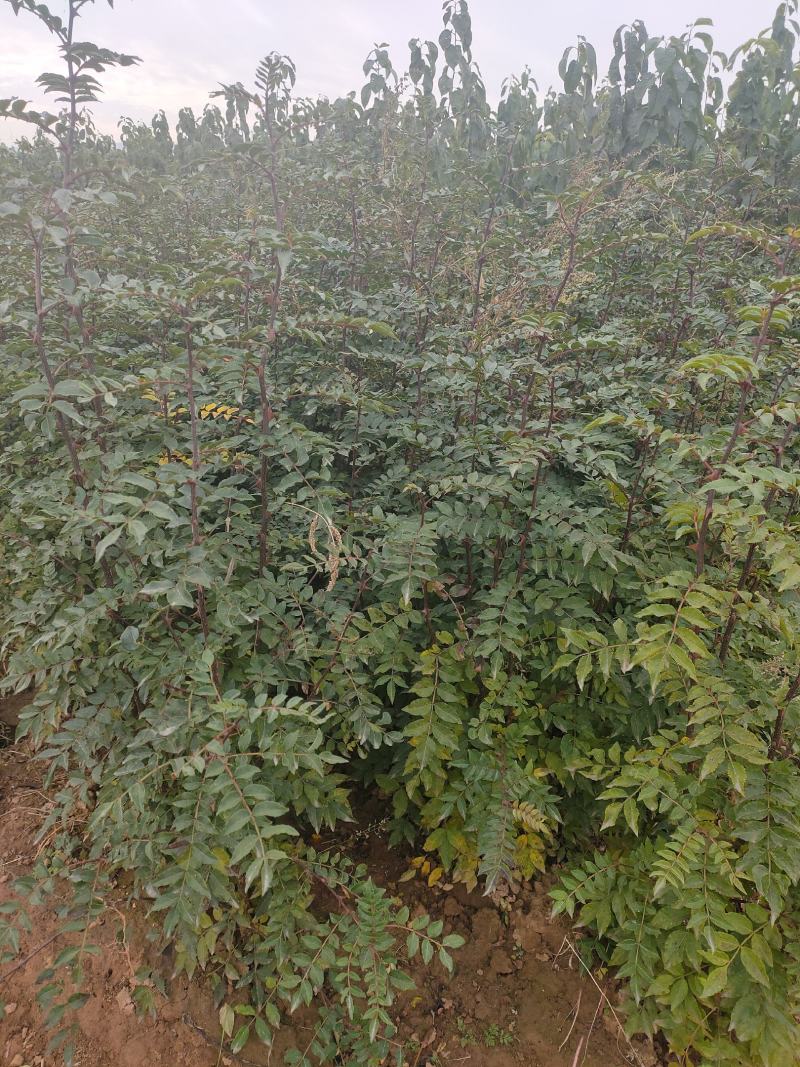【推荐】山西无刺花椒苗大红袍花椒苗包成活提供技术指导