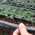 红车又名红鳞蒲桃彩叶植物适用绿道庭院可作大盆栽小盆栽