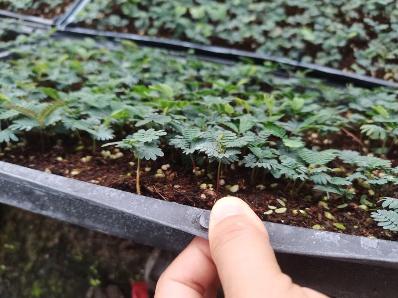 红车又名红鳞蒲桃彩叶植物适用绿道庭院可作大盆栽小盆栽
