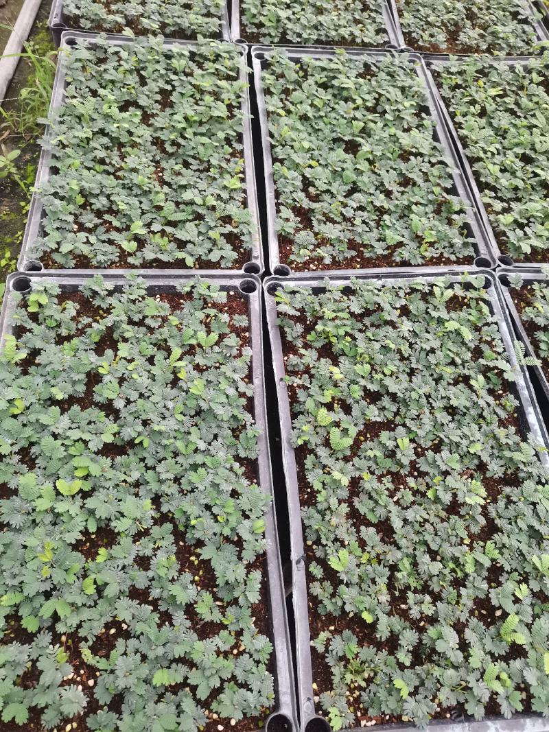 红车又名红鳞蒲桃彩叶植物适用绿道庭院可作大盆栽小盆栽