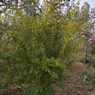 【优选】石榴树，丛生石榴树树形好石榴老桩观赏性强