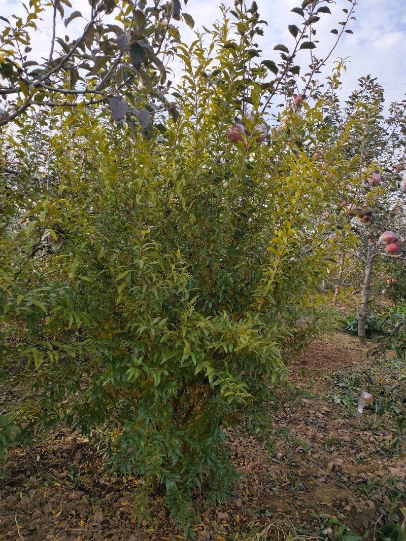 【优选】石榴树，丛生石榴树树形好石榴老桩观赏性强