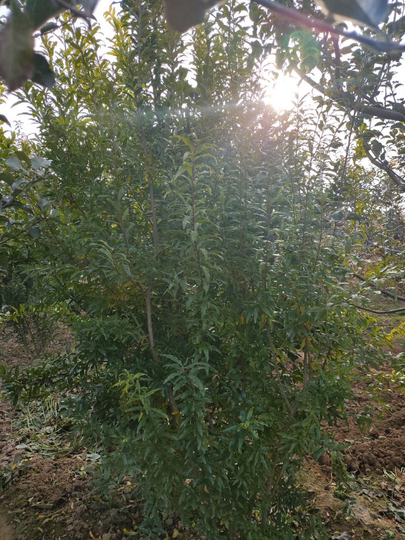 【优选】石榴树，丛生石榴树树形好石榴老桩观赏性强