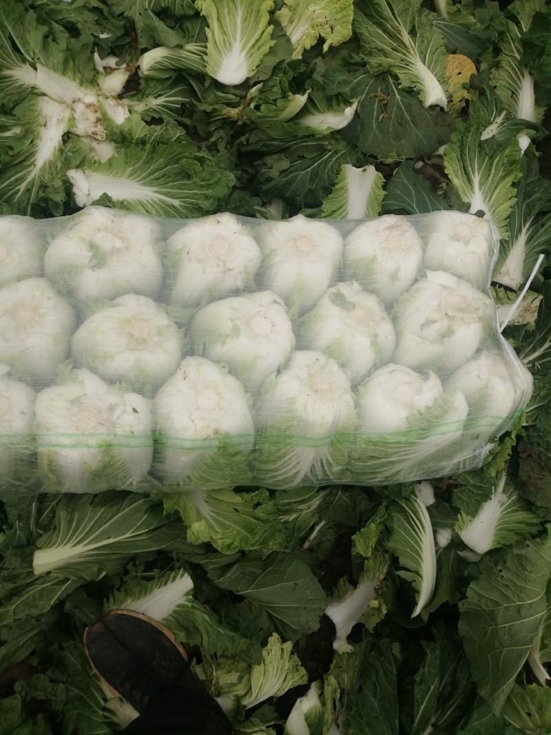 蔬菜白菜好个头大，欢迎来电
