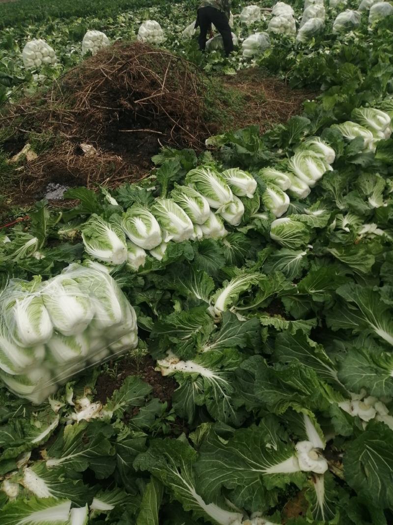 蔬菜白菜好个头大，欢迎来电