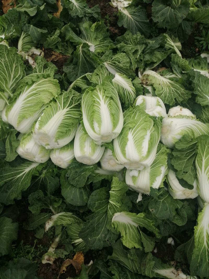 蔬菜白菜好个头大，欢迎来电