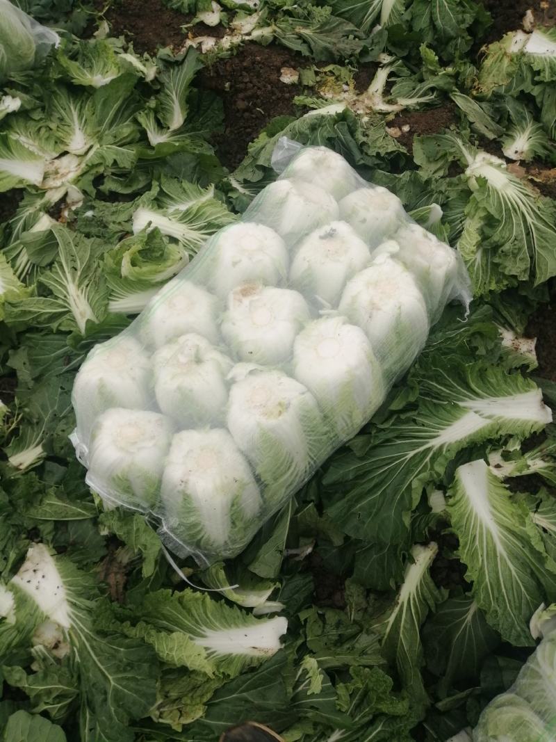 蔬菜白菜好个头大，欢迎来电