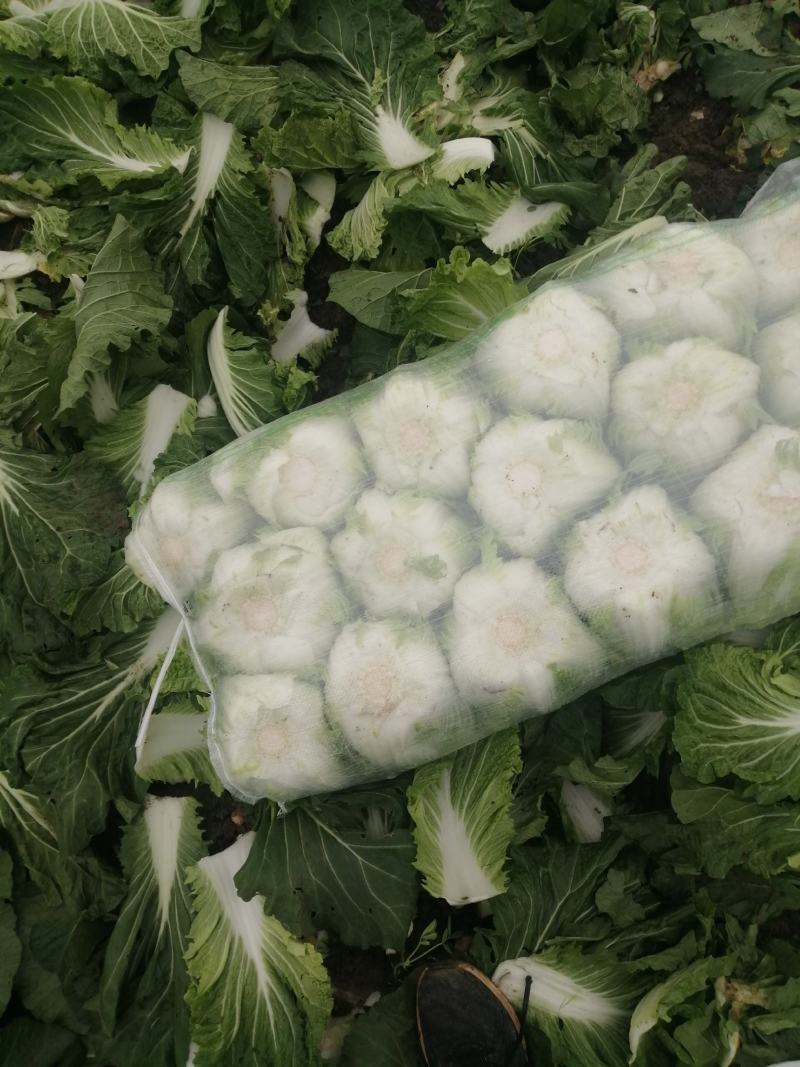 蔬菜白菜好个头大，欢迎来电