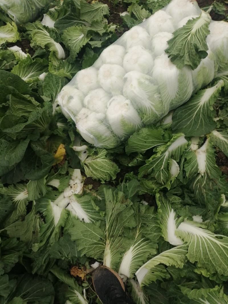 蔬菜白菜好个头大，欢迎来电