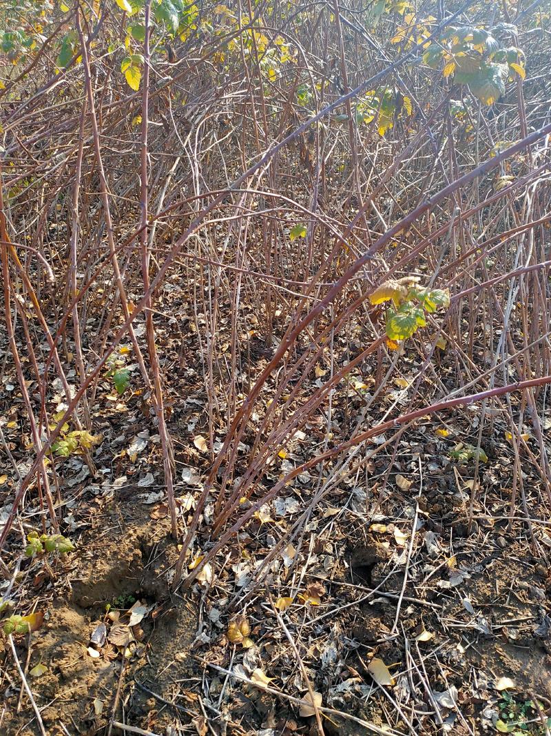 红树莓黄树莓黑树莓树莓苗二年结果覆盆子苗