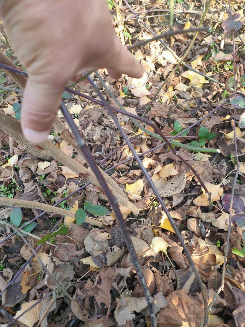 红树莓黄树莓黑树莓树莓苗二年结果覆盆子苗