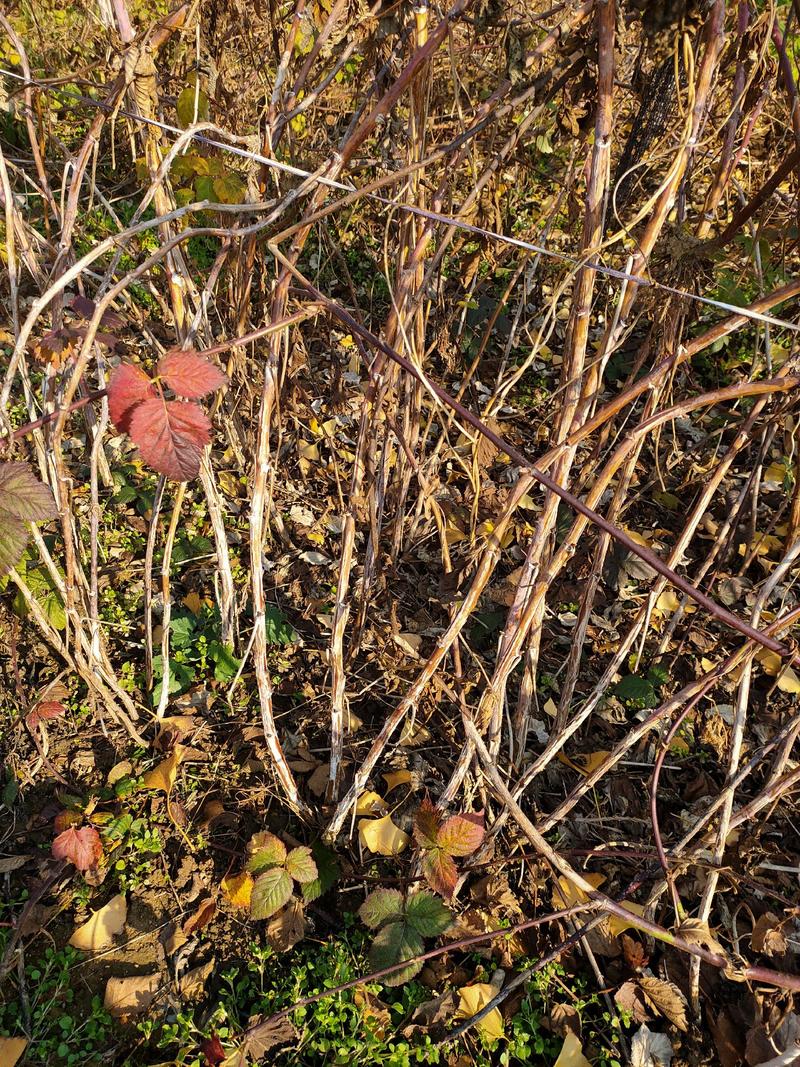 红树莓黄树莓黑树莓树莓苗二年结果覆盆子苗