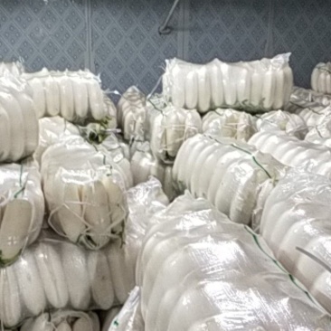 湖北天门市姚江工贸有限公司出售白萝卜