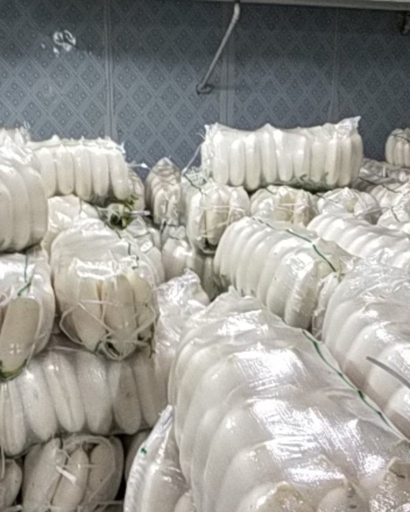 湖北天门市姚江工贸有限公司出售白萝卜