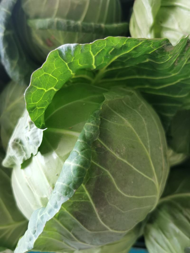 精品甘蓝圆包菜一手货源质量保证全国各地发货协助找车