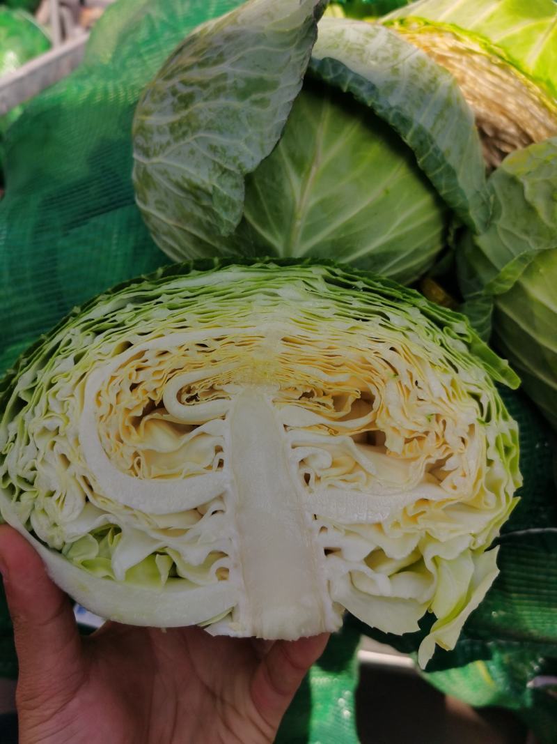 精品甘蓝圆包菜一手货源质量保证全国各地发货协助找车