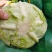 精品甘蓝圆包菜一手货源质量保证全国各地发货协助找车