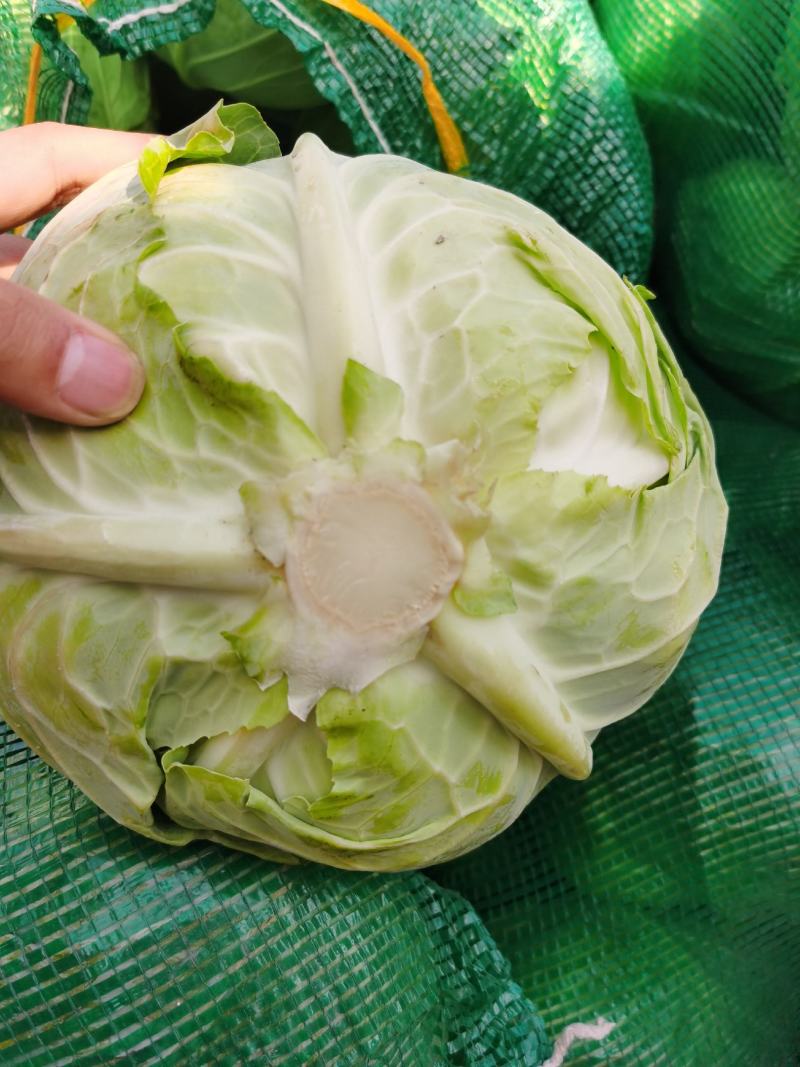 精品甘蓝圆包菜一手货源质量保证全国各地发货协助找车