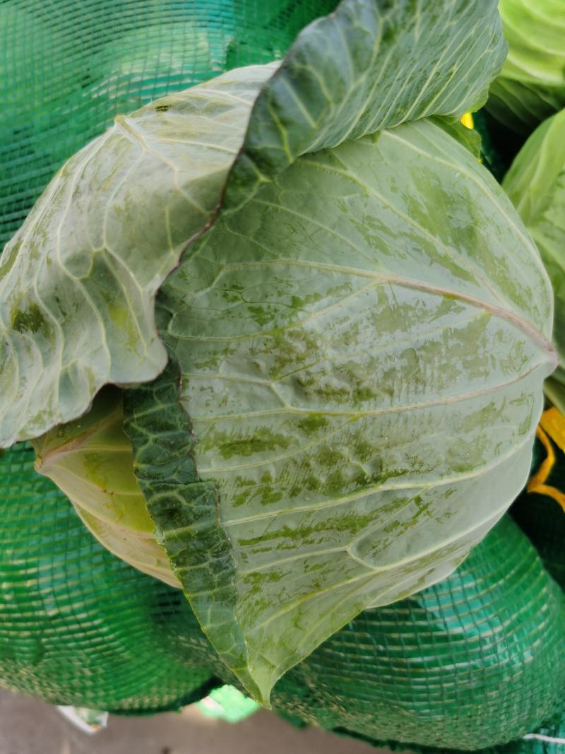 精品甘蓝圆包菜一手货源质量保证全国各地发货协助找车