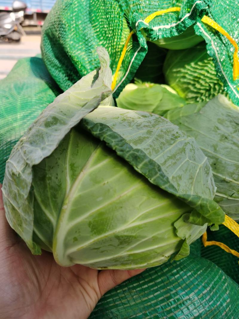 精品甘蓝圆包菜一手货源质量保证全国各地发货协助找车