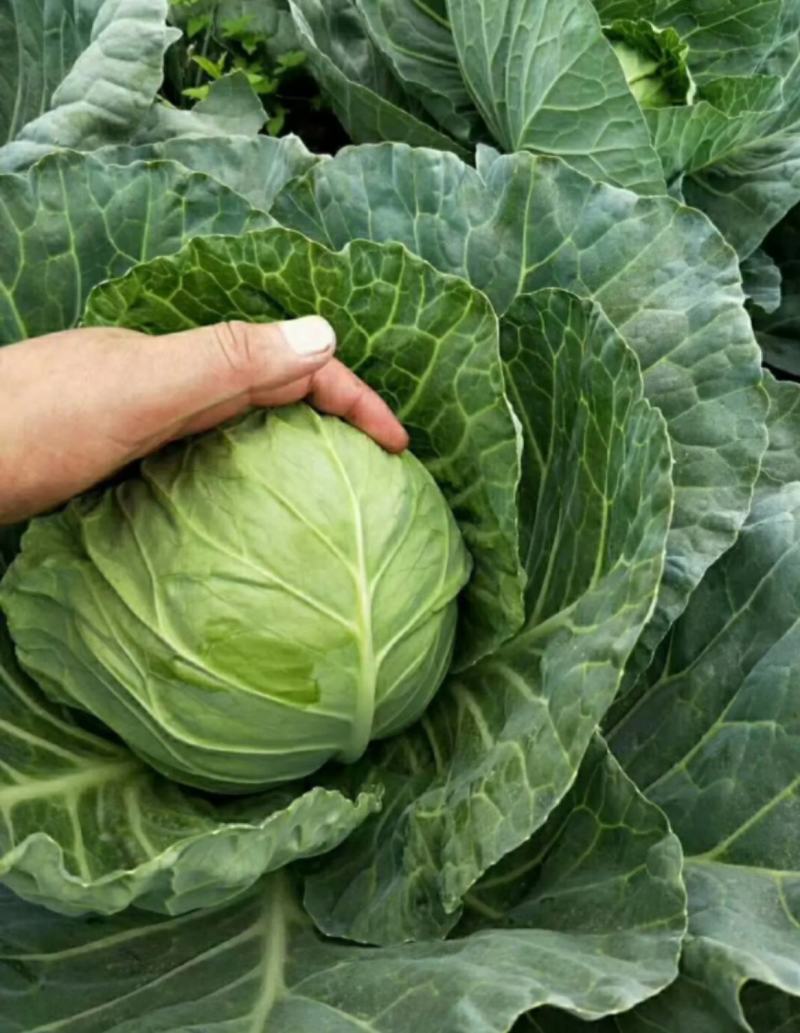 精品甘蓝圆包菜一手货源质量保证全国各地发货协助找车