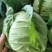 精品甘蓝圆包菜一手货源质量保证全国各地发货协助找车
