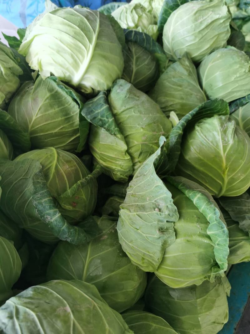 精品甘蓝圆包菜一手货源质量保证全国各地发货协助找车